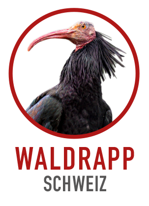 Waldrapp Schweiz