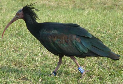 Waldrapp Sonic 178 (Foto HPG)