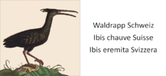 Waldrapp Schweiz